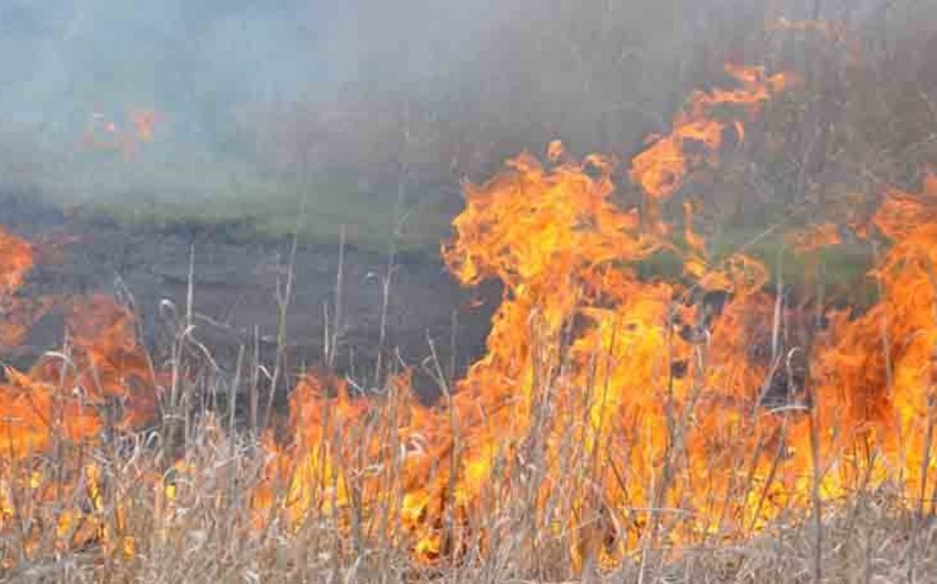 В одном из сел Шамахинского района горит зерновое поле