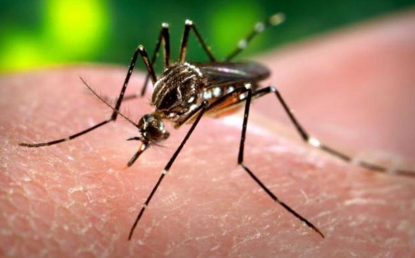 Malayziyada Zika virusuna ilk yoluxma halı aşkarlanıb