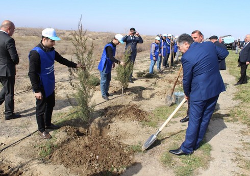 В Гаджигабуле прошла акция по посадке деревьев, приуроченная к 100-летию великого лидера Гейдара Алиева