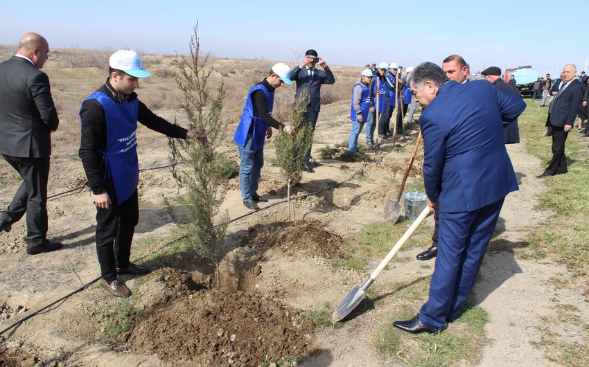 В Гаджигабуле прошла акция по посадке деревьев, приуроченная к 100-летию великого лидера Гейдара Алиева