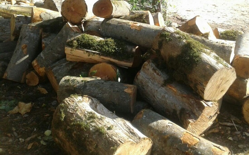 В Хачмазе обнаружены незаконно приобретенные лесоматериалы буковых пород