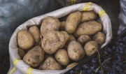 Azerbaijan’s potato exports to Georgia surge four-fold