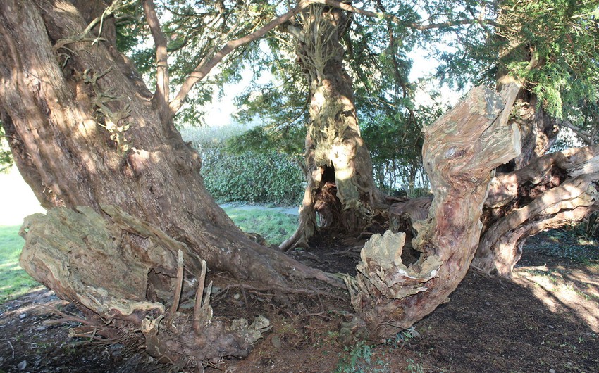 One of Britain’s oldest trees has changed sex