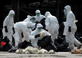 В Китае произошла вспышка птичьего гриппа