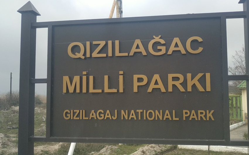Qızılağac Milli Parkında reyd keçirilib