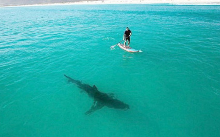 ​В Австралии серфингист стал жертвой акулы