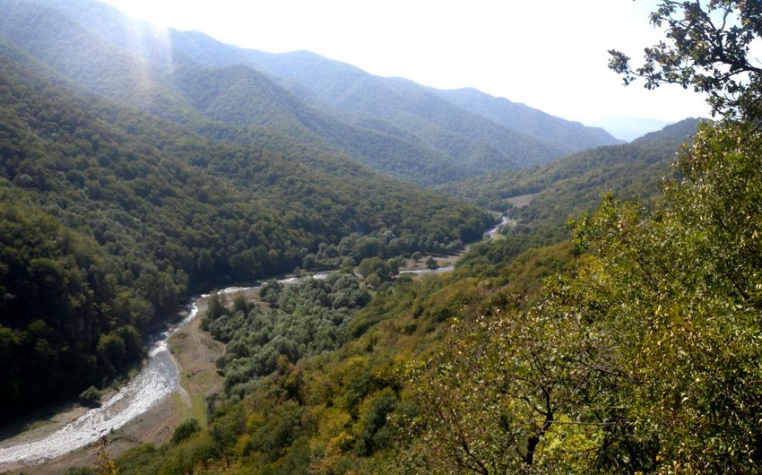 Лесные массивы в Азербайджане выросли на 11,4% за последние 10 лет