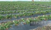 Интенсивные осадки привели к снижению урожая клубники в Джалилабаде