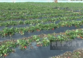 Интенсивные осадки привели к снижению урожая клубники в Джалилабаде