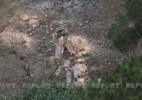 Nizami rayonunda ağaclar məhv edilir - VİDEO