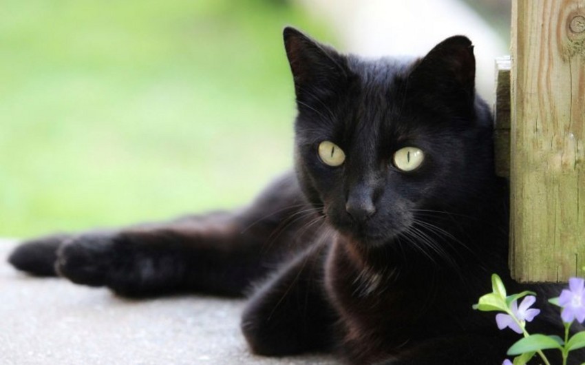 В Италии монахиня попала в аварию из-за чёрного кота