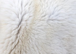 Ученые создали ткань-аналог меха белого медведя для сохранения тепла