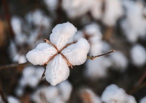 Azerbaijan triples profits from exports of ginned cotton