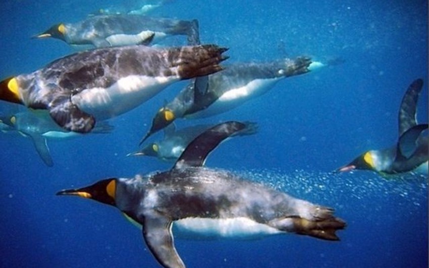 Kanada zooparkında pinqvinlər suda boğularaq ölüblər