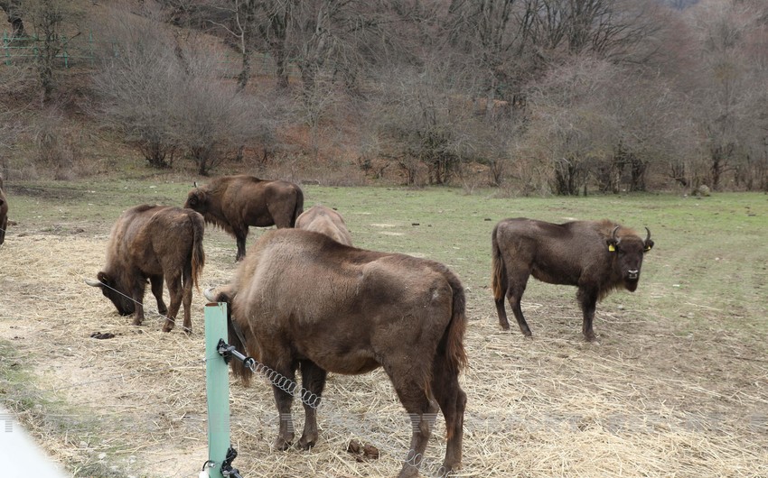 Number of bison announced in Azerbaijan