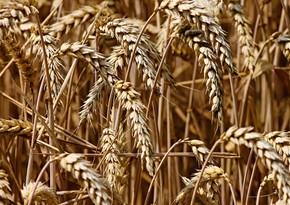 Из-за засухи в Канаде на мировых рынках может возникнуть дефицит пшеницы