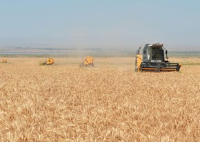 Azerbaijan President gives special instruction for grain-growing development