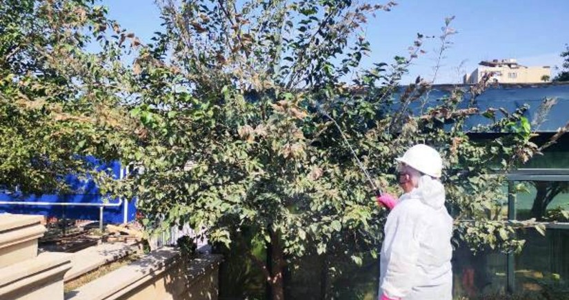 Bakıda ziyanverici həşəratlar aşkarlanıb, dərmanlama işləri həyata keçirilir