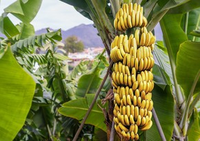 Azərbaycan Tailanddan banan alışını bərpa edib