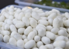 В Геранбое в текущем году ожидается производство 4,4 тонны кокона шелкопряда