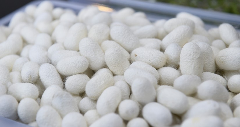 В Геранбое в текущем году ожидается производство 4,4 тонны кокона шелкопряда
