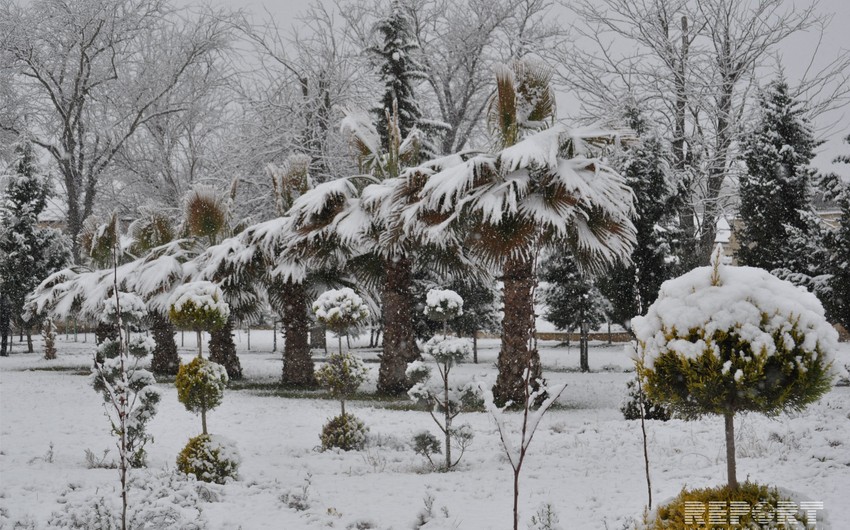 Снежная погода вызвала ряд проблем в Сальянском районе - ФОТО