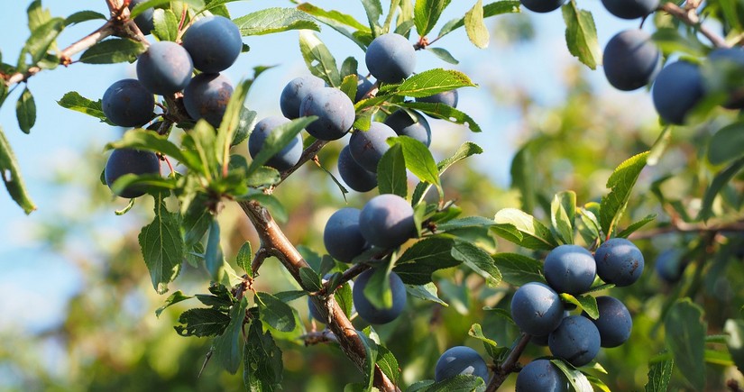 Azerbaijan sharply increases its sales of plums and sloes to Qatar