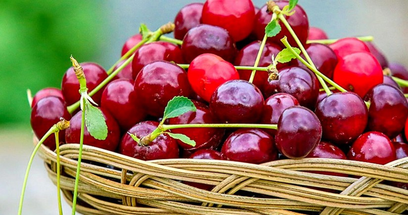 Azerbaijan's profit from export of cherry and sweet cherry up 7%