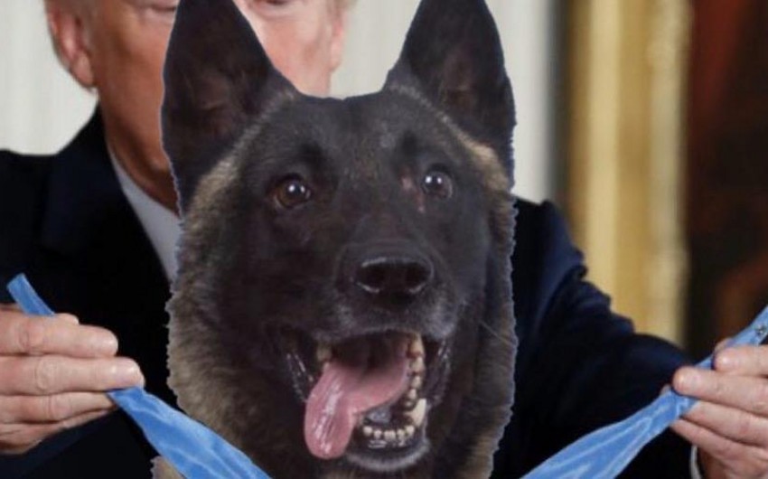 Трамп наградил участвовавшего в ликвидации аль-Багдади пса