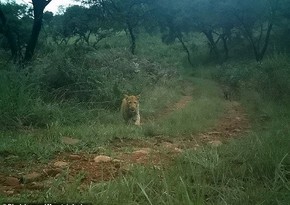 Rare 'strawberry' leopard caught on camera - PHOTO