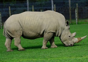 В ЮАР заявили о росте числа убийств носорогов браконьерами