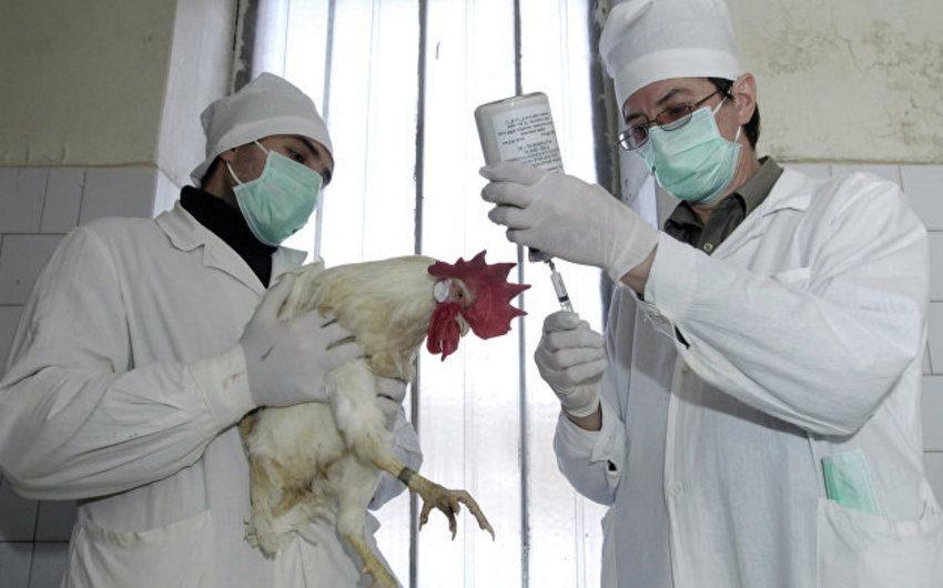 В Японии выявили птичий грипп уже в третьей префектуре