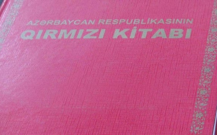 Bəzi heyvanların adları “Qırmızı kitab”dan çıxarılacaq