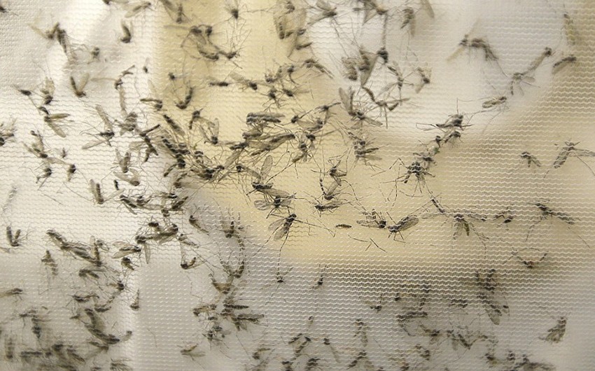 Meksikada Zikaya 4 min 300 yoluxma hadisəsi qeydə alınıb