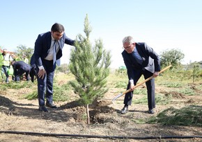 Türkiyə və Gürcüstanın Baş konsulları Gəncədə ağacəkmə aksiyasında iştirak ediblər