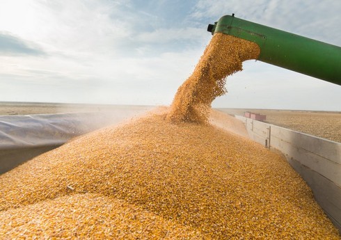  Азербайджан стал в этом году крупнейшим покупателем зерна из Саратовской области РФ