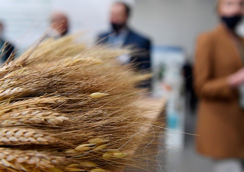 Россия снизила экспорт пшеницы на 30,9%