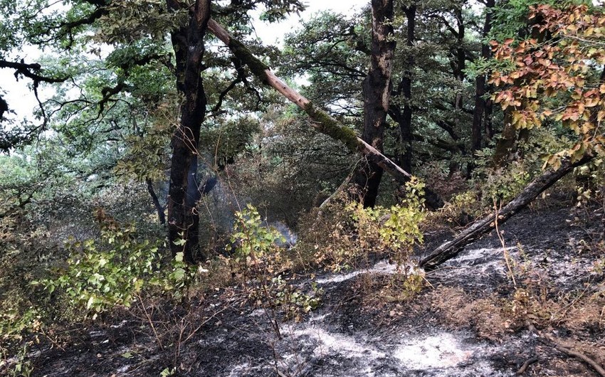 Пожар в Ярдымлинском лесу локализован