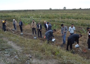 В Билясуваре посажено почти 9 тыс. саженцев деревьев