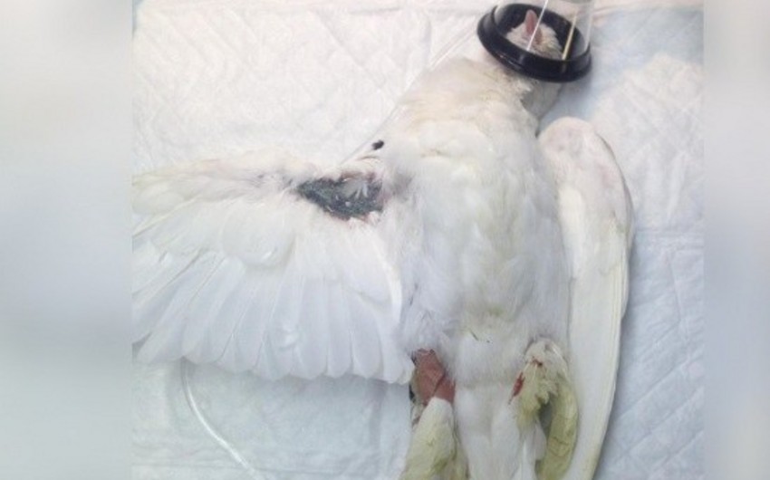 В Омске раненый голубь пришел за помощью к людям