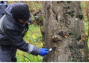 Frost destroys pests on trees in Azerbaijan