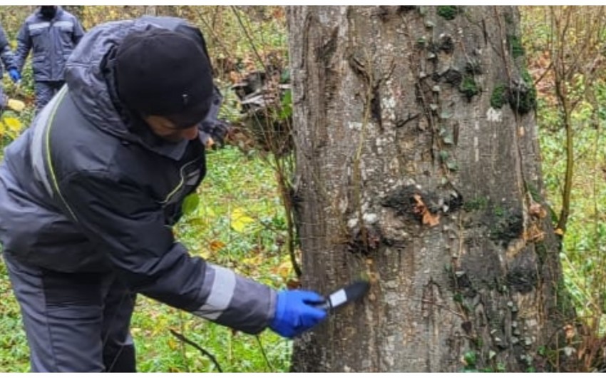 Frost destroys pests on trees in Azerbaijan