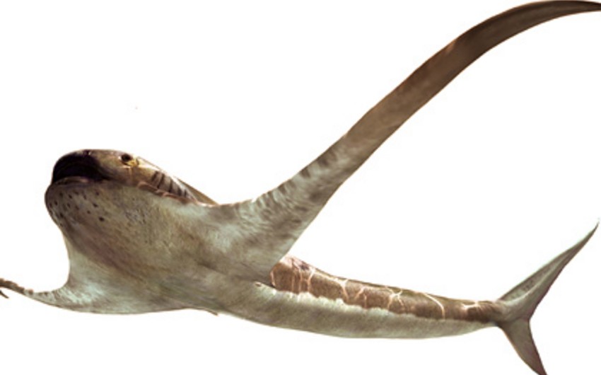 Ученые обнаружили древнюю крылатую акулу
