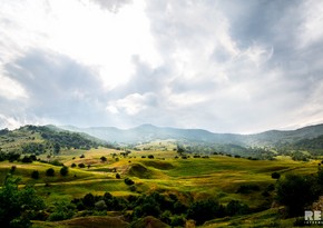 Из близлежащего к Баку самого большого леса... - РЕПОРТАЖ