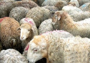 Sale of sacrificial animals will be launched in Baku