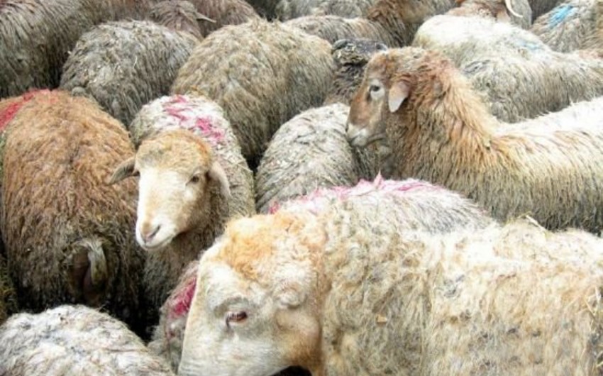 ​В Баку будет организована продажа жертвенных животных