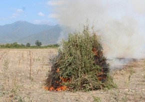 В Нахчыване уничтожили около 2 тонн конопли  