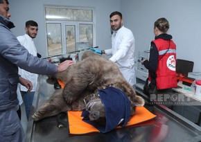 Brown bears vaccinated in Altiagaj 