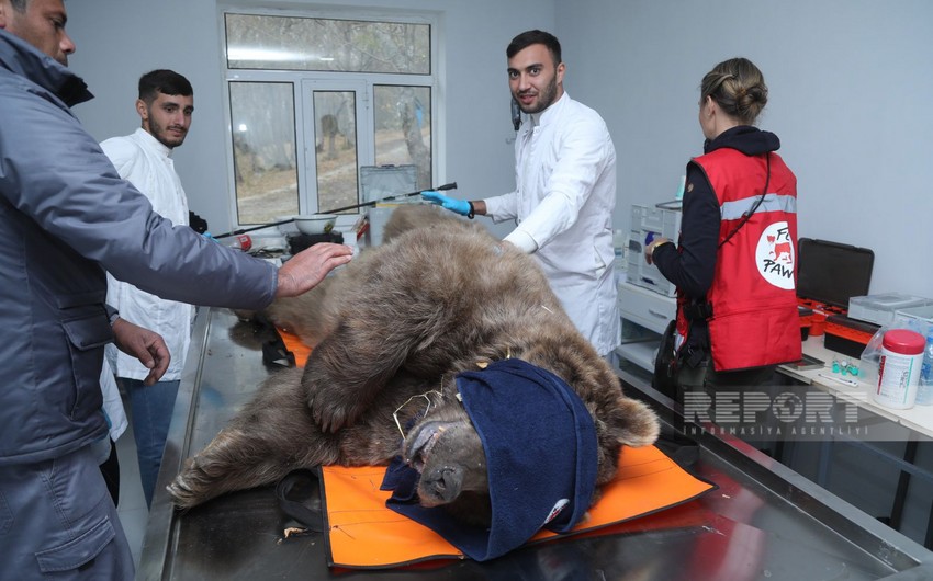 Brown bears vaccinated in Altiagaj 