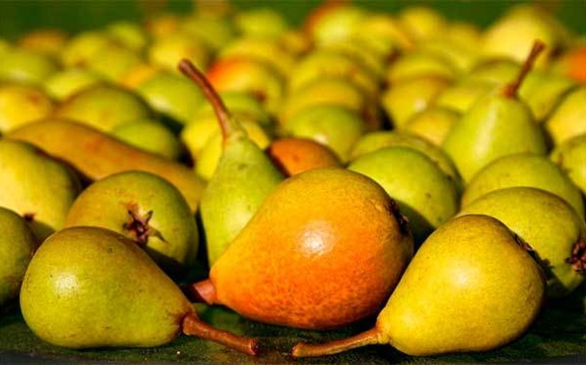 Бельгия и Нидерланды незаконно поставляли в Россию тонны груш